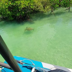 Turtle Tuesday so here is a picture from our favourite Turtle watching Bay